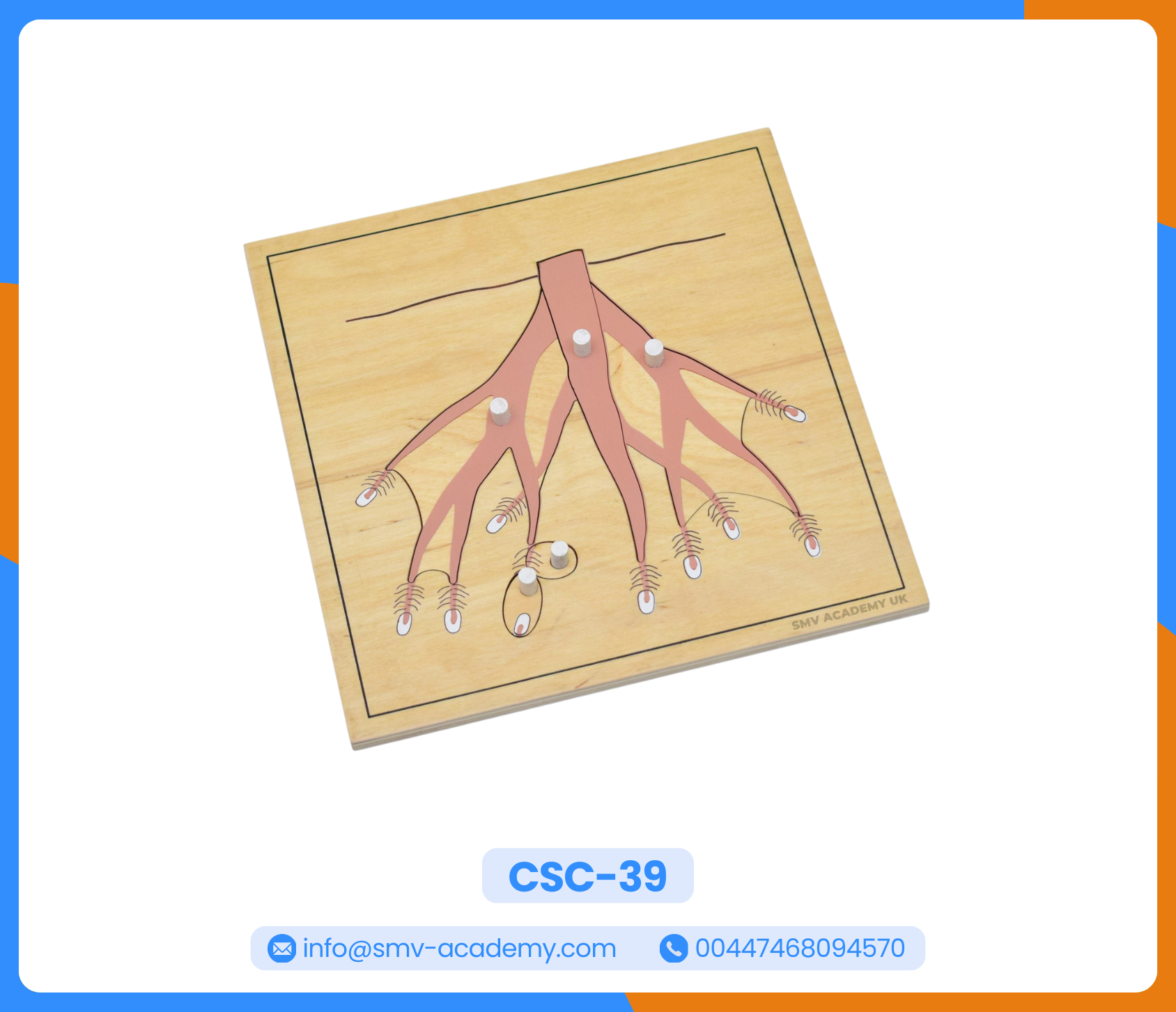 بازل أجزاء الجذر – Parts of a root puzzle